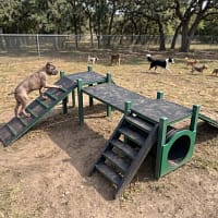 Parcours Agility XL freetness agility_1 cane corso sur le parcours canin de dressage freetness