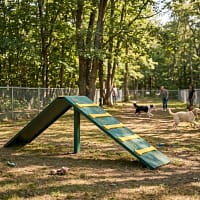 colline freetness agility_5 colline freetness agility dans parc canin en foret