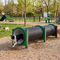 double tunnel freetness agility_8 border collie et golden retriever dans un tunnel d'agility Freetness