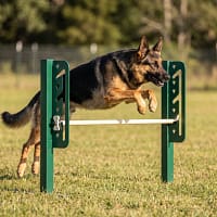 haie reglable 2 freetness agility_3 berger allemand en plein saut d'obstacle par dessus une haie réglable dans une zone enherbée