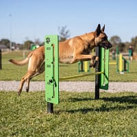haie reglable freetness agility_5 malinois en saut d'obstacle agility extérieur