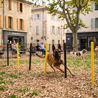 slalom freetness agility_6 malinois faisant du slalom dans un parc canin de centre ville