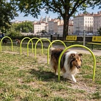 tunnel arceaux freetness agility_9 colley qui marche dans un tunnel arceaux d'agility de parc canin urbain