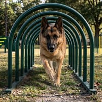 tunnel ouvert freetness agility 4 berger allemand dans le tunnel ouvert freetness agility sur parc canin extérieur