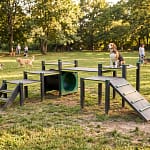 beagle sur grand parcours d'agility dans un parc arboré