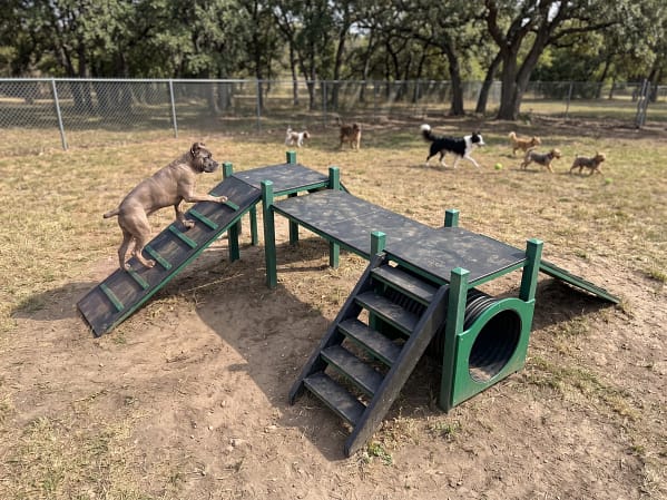 Parcours Agility XL freetness agility_1 cane corso sur le parcours canin de dressage freetness