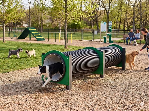 double tunnel freetness agility_8 border collie et golden retriever dans un tunnel d'agility Freetness