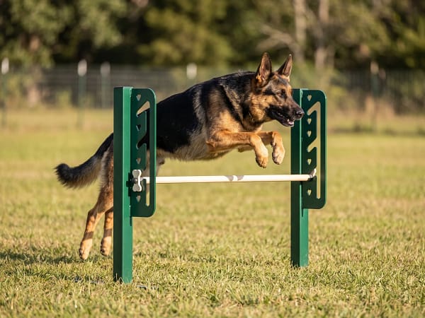 haie reglable 2 freetness agility_3 berger allemand en plein saut d'obstacle par dessus une haie réglable dans une zone enherbée