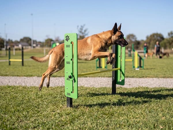 haie reglable freetness agility_5 malinois en saut d'obstacle agility extérieur